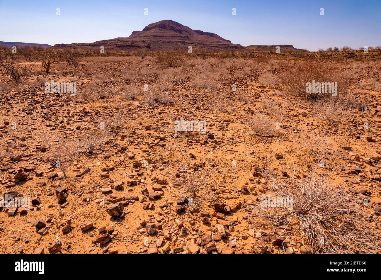 Namibia, regione di Kunene, Damaraland, Khorixas, foresta pietrificata risalente a 260 milioni di anni fa, patrimonio mondiale dell'UNESCO Foto Stock