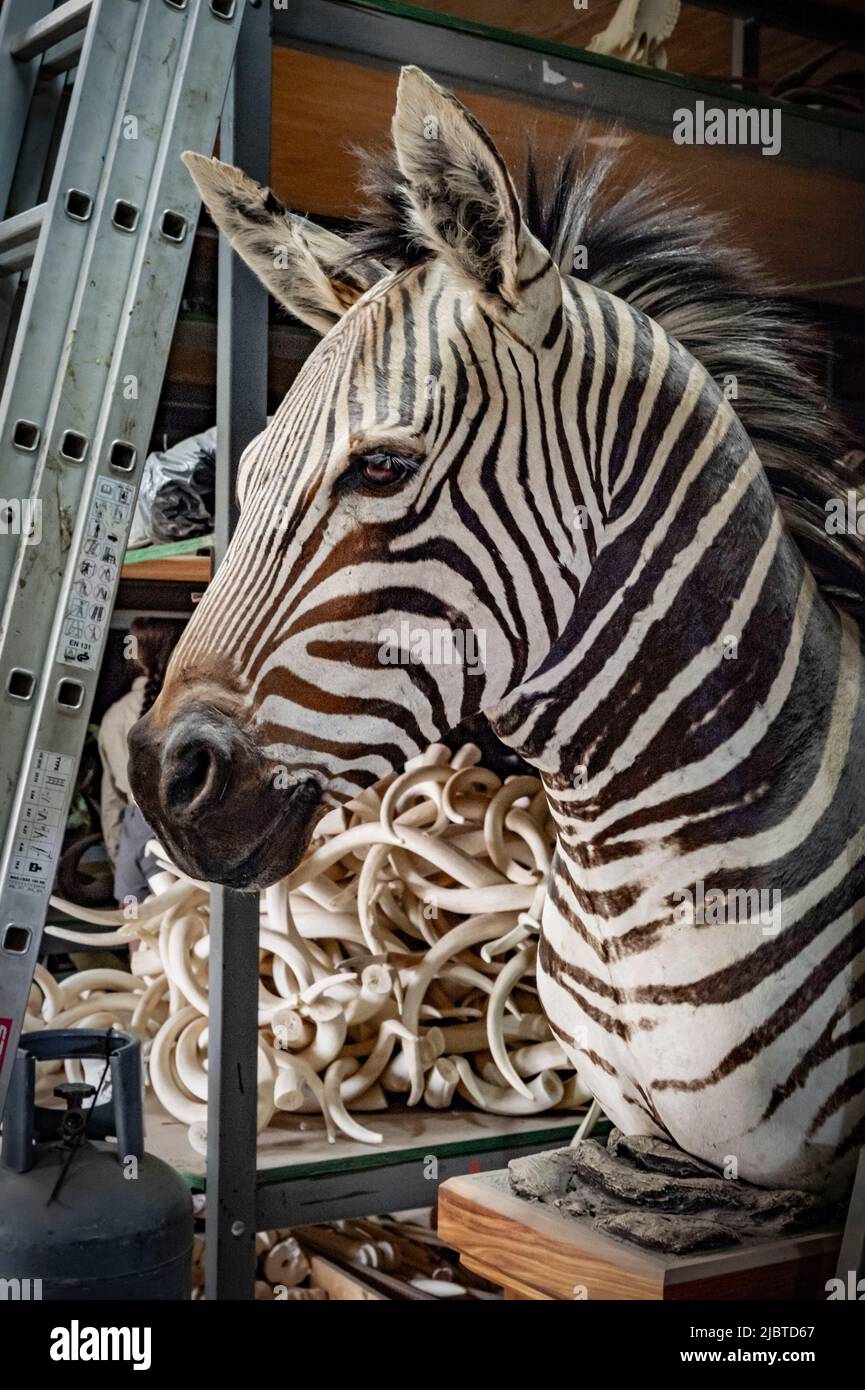 Namibia, regione di Otjozondjupa, Otjiwarongo, Kings Taxidermy, laboratorio di tassidermia per la caccia di trofei Foto Stock