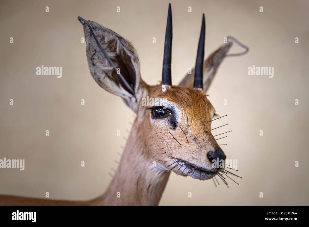 Namibia, regione di Otjozondjupa, Otjiwarongo, Kings Taxidermy, laboratorio di tassidermia per la caccia di trofei Foto Stock
