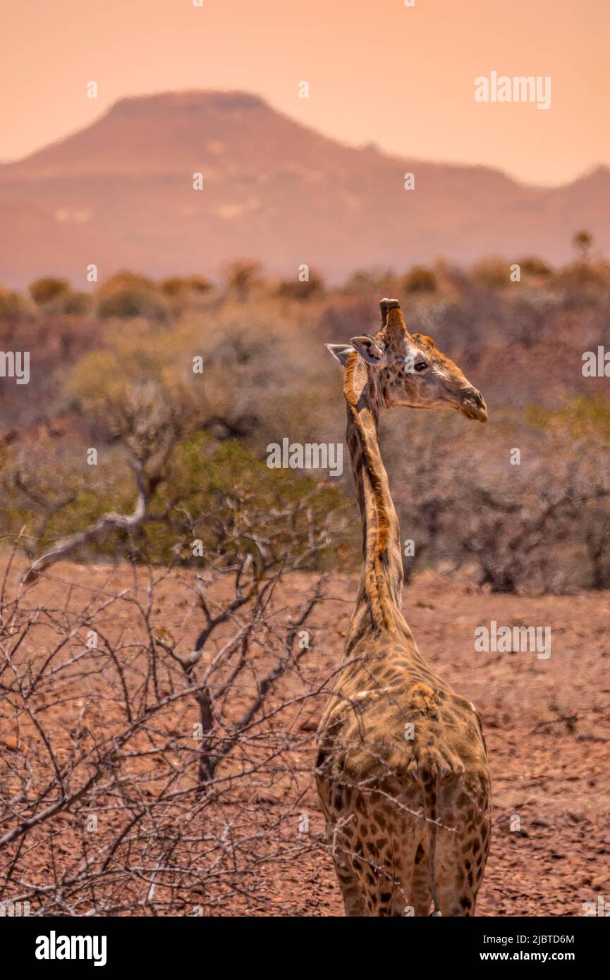 Namibia, regione di Kunene, Damaraland, Palmwag, Giraffe angolano (Giraffa camelopardalis angolensis) nel deserto Foto Stock