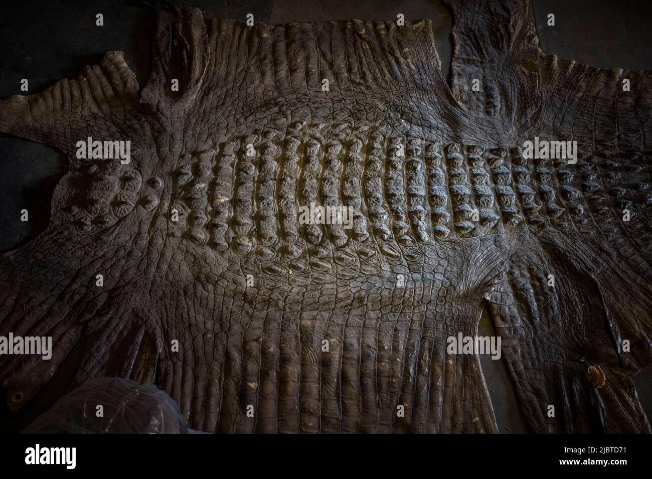 Namibia, regione di Otjozondjupa, Otjiwarongo, Kings Taxidermy, laboratorio di tassidermia per la caccia di trofei Foto Stock