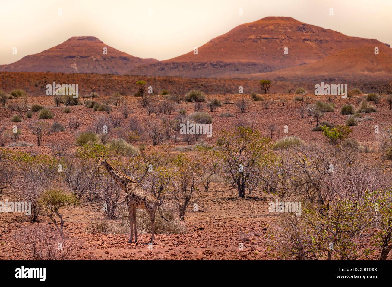 Namibia, regione di Kunene, Damaraland, Palmwag, Giraffe angolano (Giraffa camelopardalis angolensis) nel deserto Foto Stock