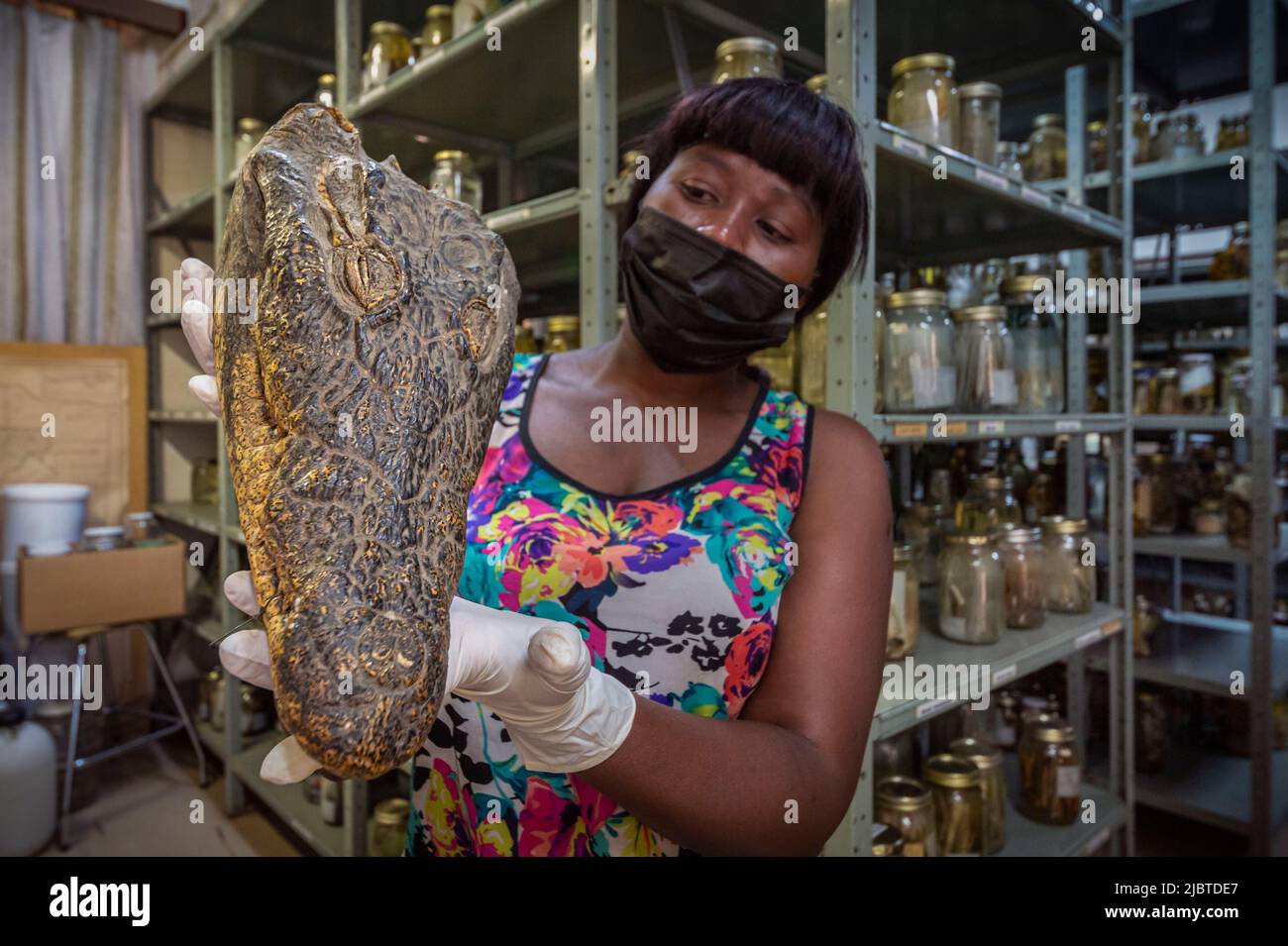 Namibia, Khomas regione, Windhoek, Museo Nazionale di Storia Naturale, curatore del dipartimento di erpetologia, Bertha BUISWALERO presenta una testa di un coccodrillo del Nilo (Crocodylus niloticus) raccolto a Bajani, Okavongo, il 08/01/1964 Foto Stock