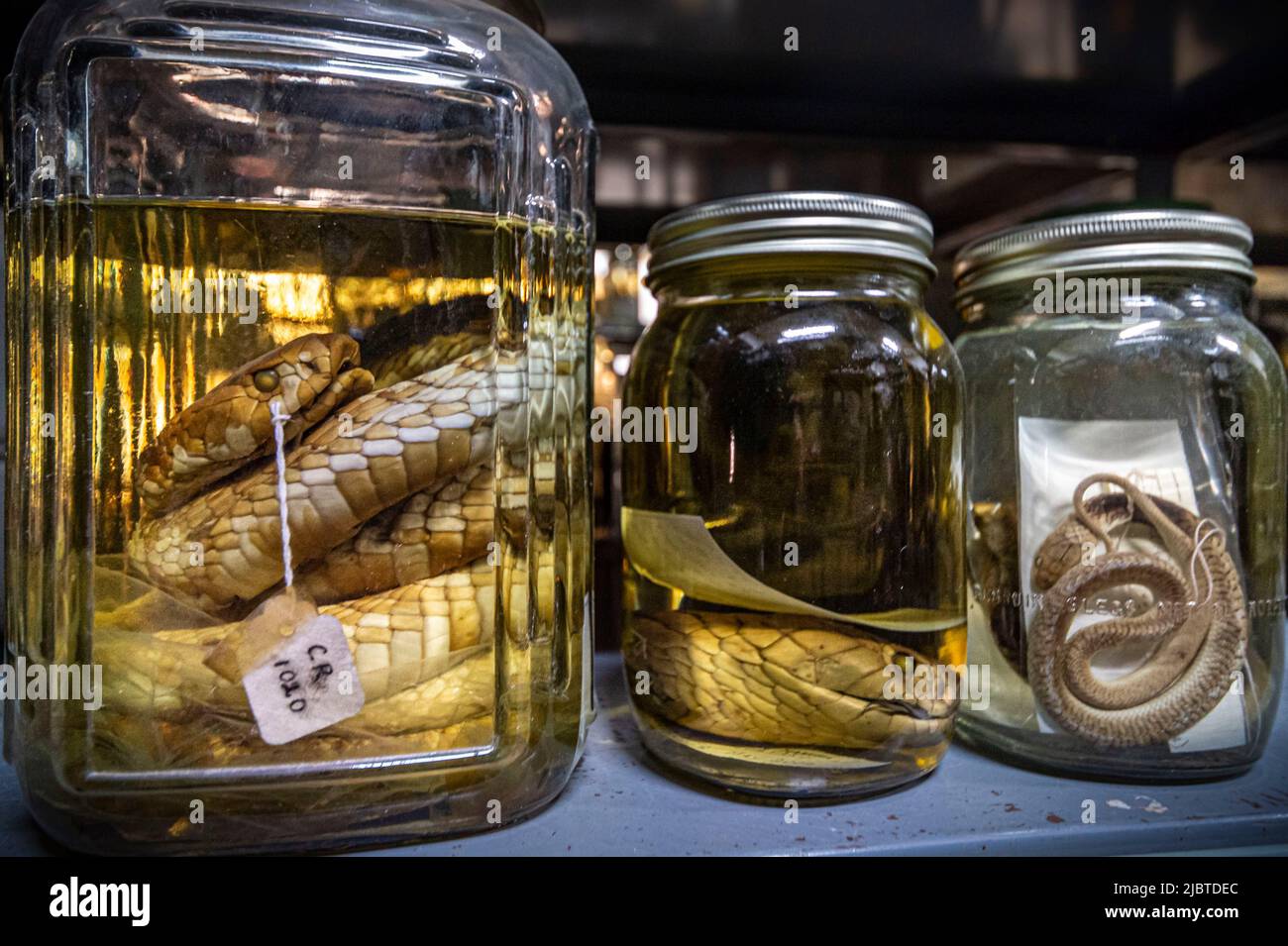 Namibia, Khomas regione, Windhoek, Museo Nazionale di Storia Naturale, Dipartimento di erpetologia, collezione di serpenti velenosi Foto Stock