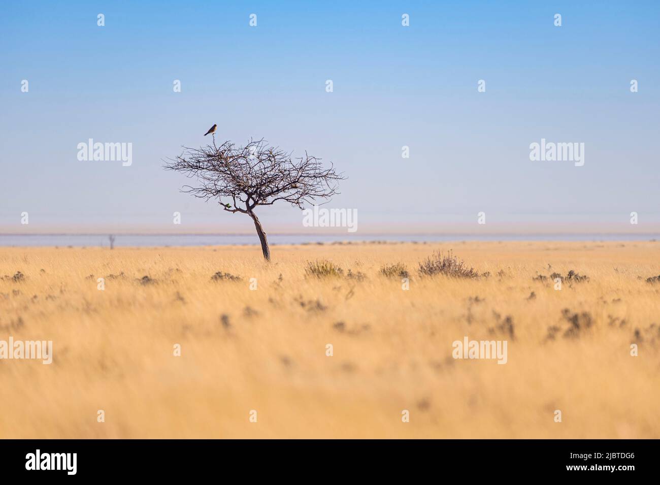 Namibia, la regione di Kunene, il parco nazionale di Etosha, un Kestrel comune (Falco tinnunculus) domina su un albero il paesaggio di savana e la padella, saline vaste Foto Stock