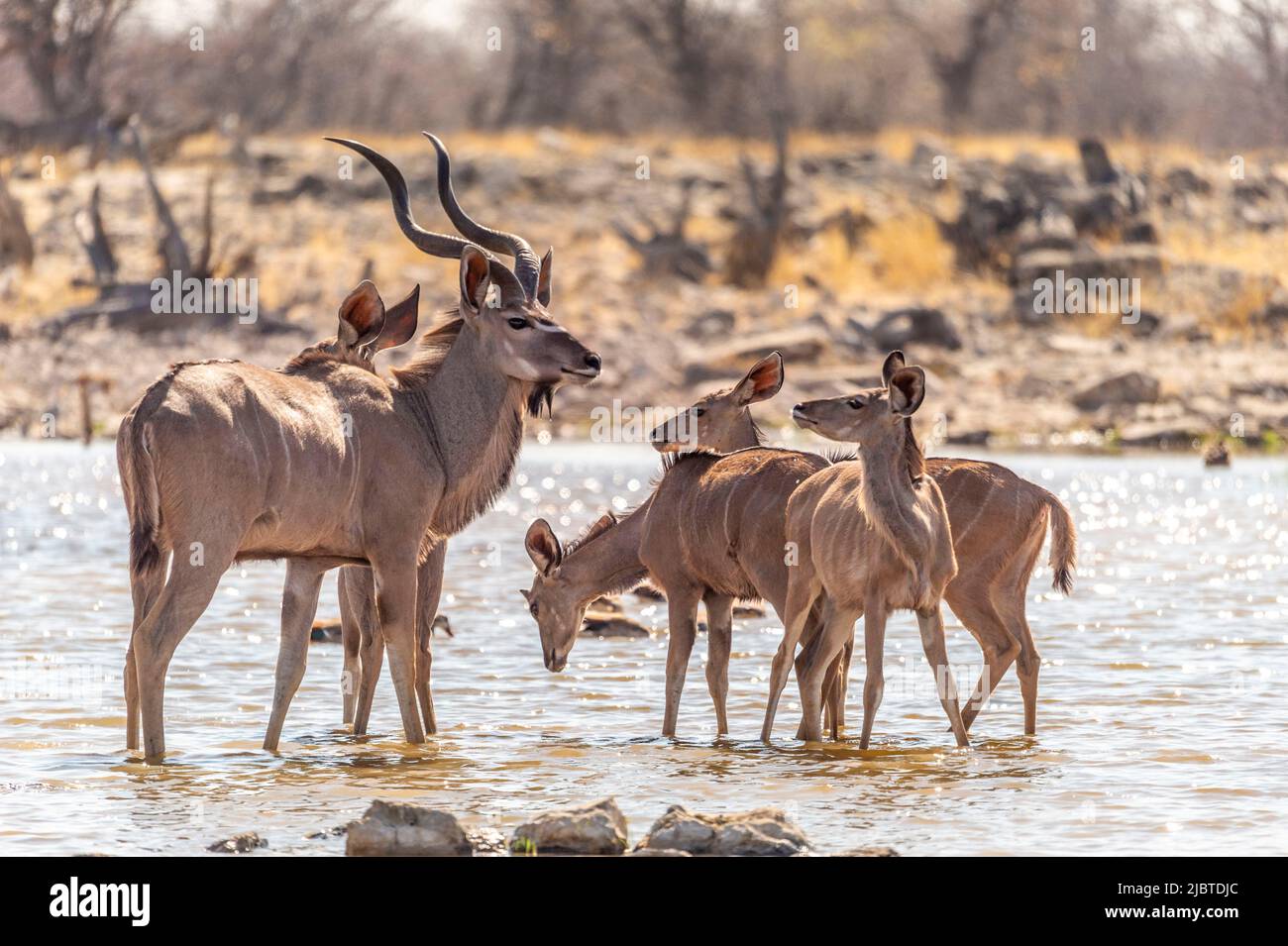 Namibia, regione di Kunene, Parco Nazionale Etosha, Goas Waterhole, Grande Kudu (Tragelaphus strepsiceros) Foto Stock