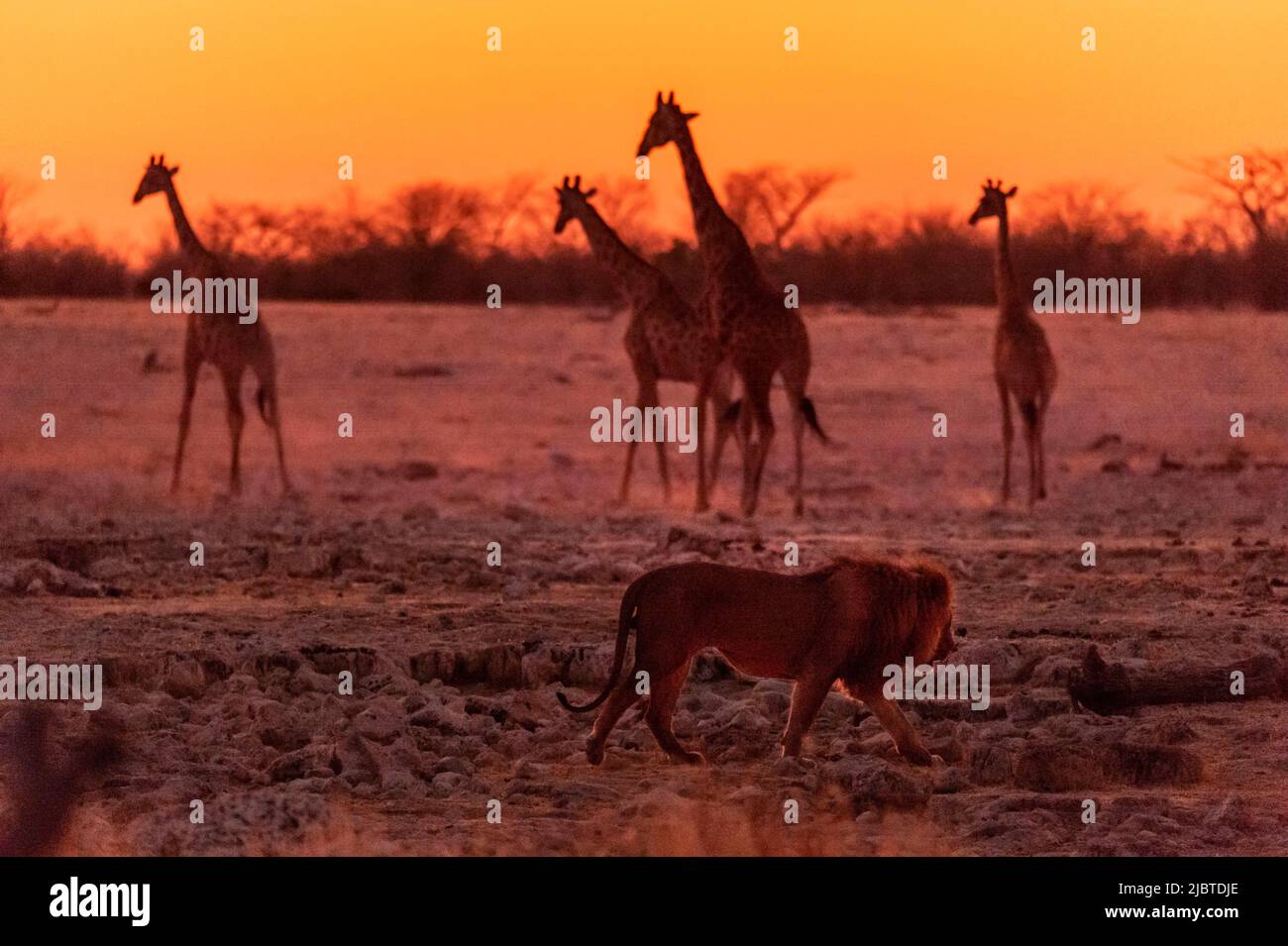 Namibia, regione di Kunene, Parco Nazionale Etosha, campo Okaukuejo, Leone (Panthera leo) passeggiando accanto a un gruppo di giraffe angolane (Giraffa camelopardalis angolensis) al tramonto Foto Stock