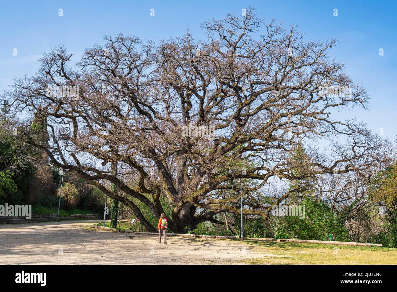 Francia, Vaucluse, Parco Naturale Regionale del Luberon, Grambois, la vecchia quercia diverse centinaia di anni (300 a 400 anni) Foto Stock