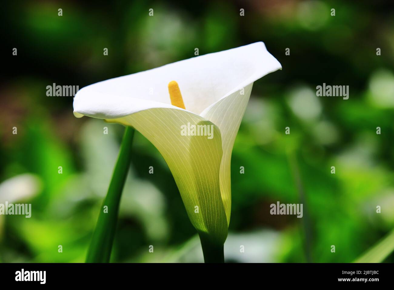 Fiore Calla Lily(Arum Lily,Gold Calla), primo piano di bianco con giallo Calla Lily(Arum Lily,Gold Calla) in piena fioritura in giardino Foto Stock