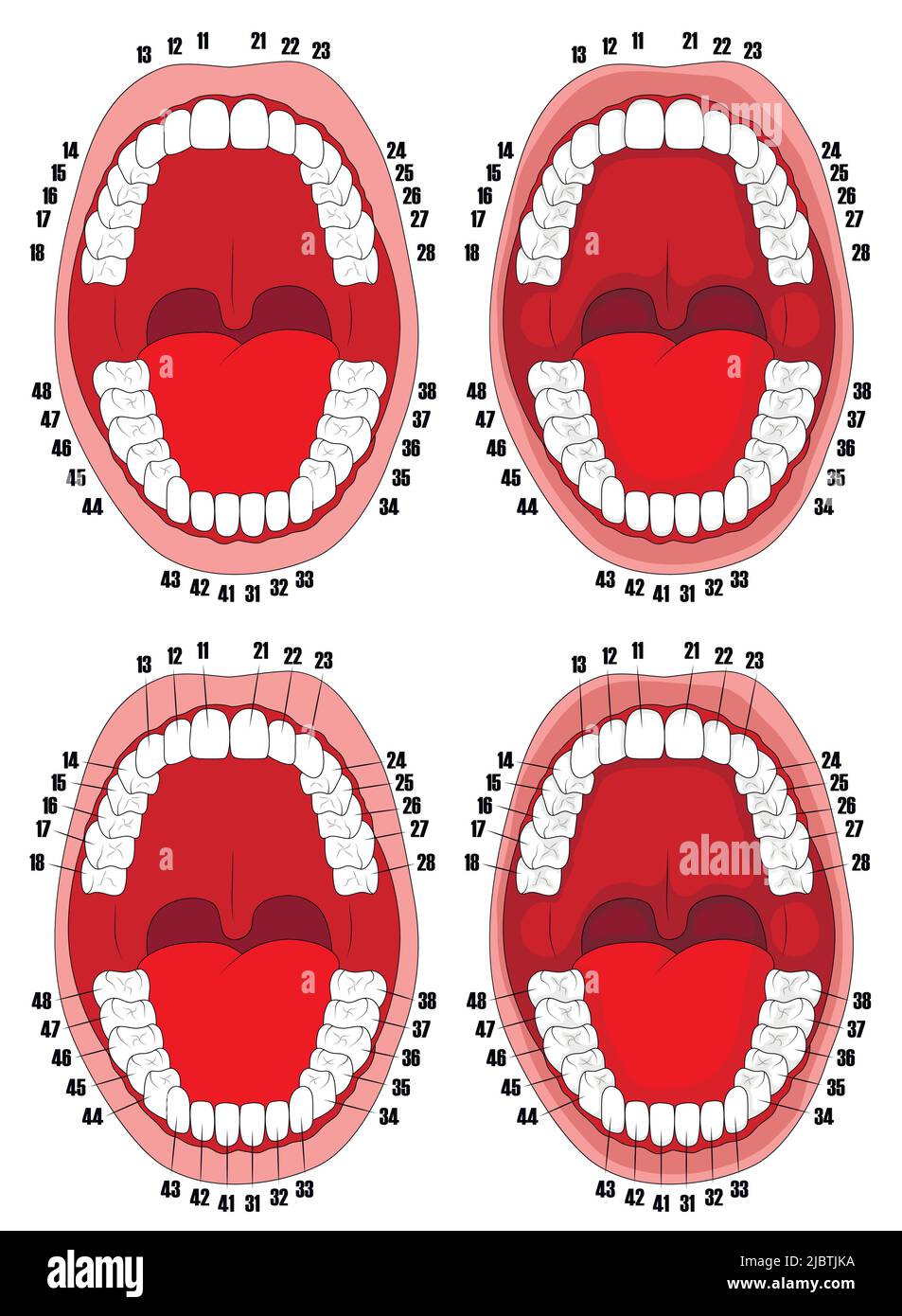 Denti. Cavità orale. Illustrazione vettoriale della cavità orale con denti numerati per studi dentistici, poster, brochure. Illustrazione Vettoriale