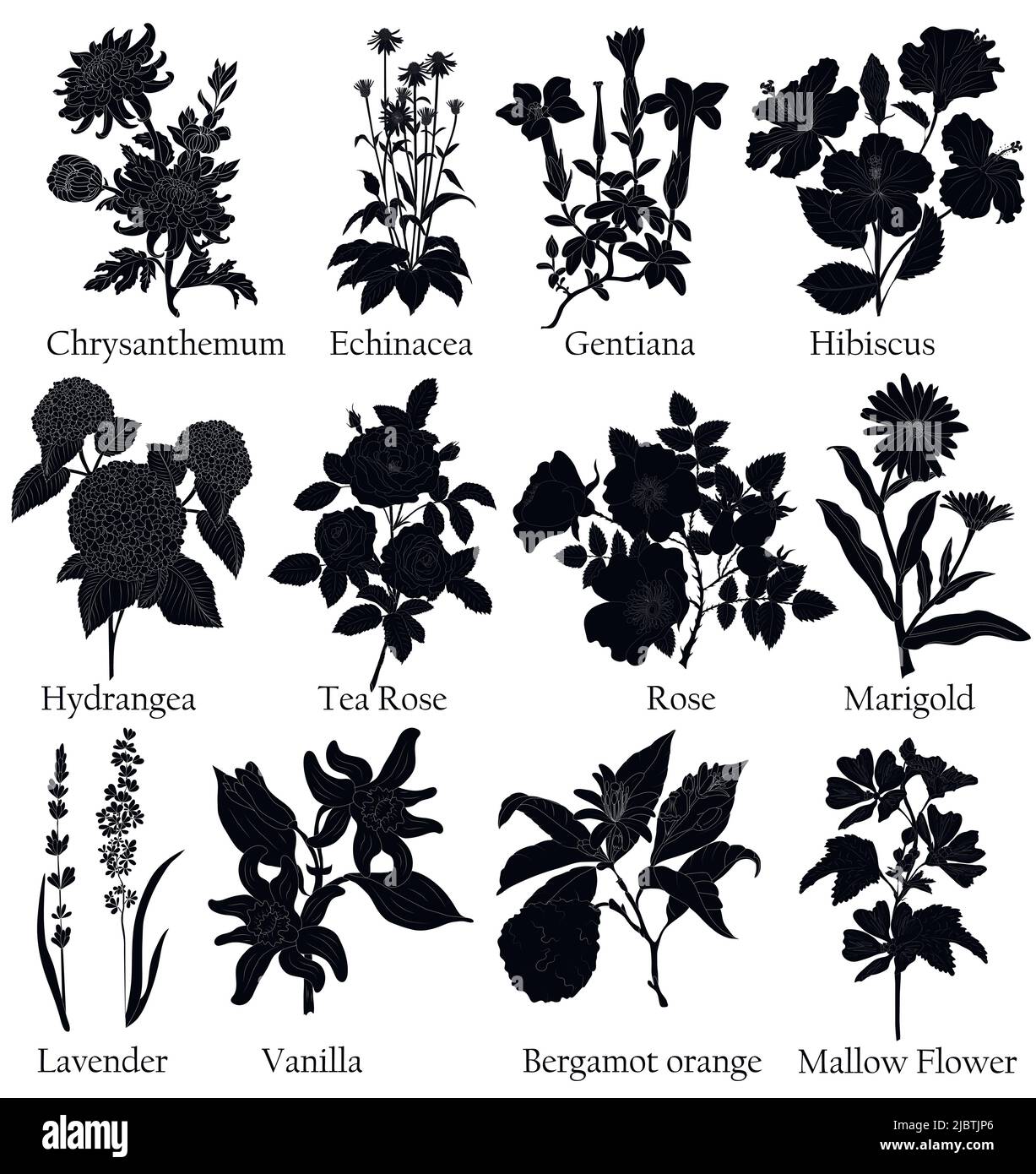 Illustrazione nera a base di erbe di una pianta in un vettore con fiore per l'uso nella decorazione, la creazione di mazzi, la cottura di tisane e medicinali. Illustrazione Vettoriale