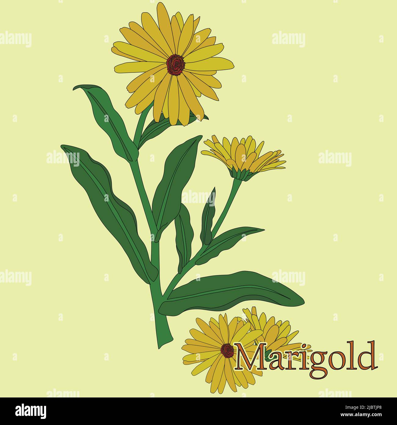 Marigold, calendula. Illustrazione di una pianta in un vettore con fiori per l'uso nella decorazione, la creazione di mazzi, la cottura di tisane e medicinali. Illustrazione Vettoriale