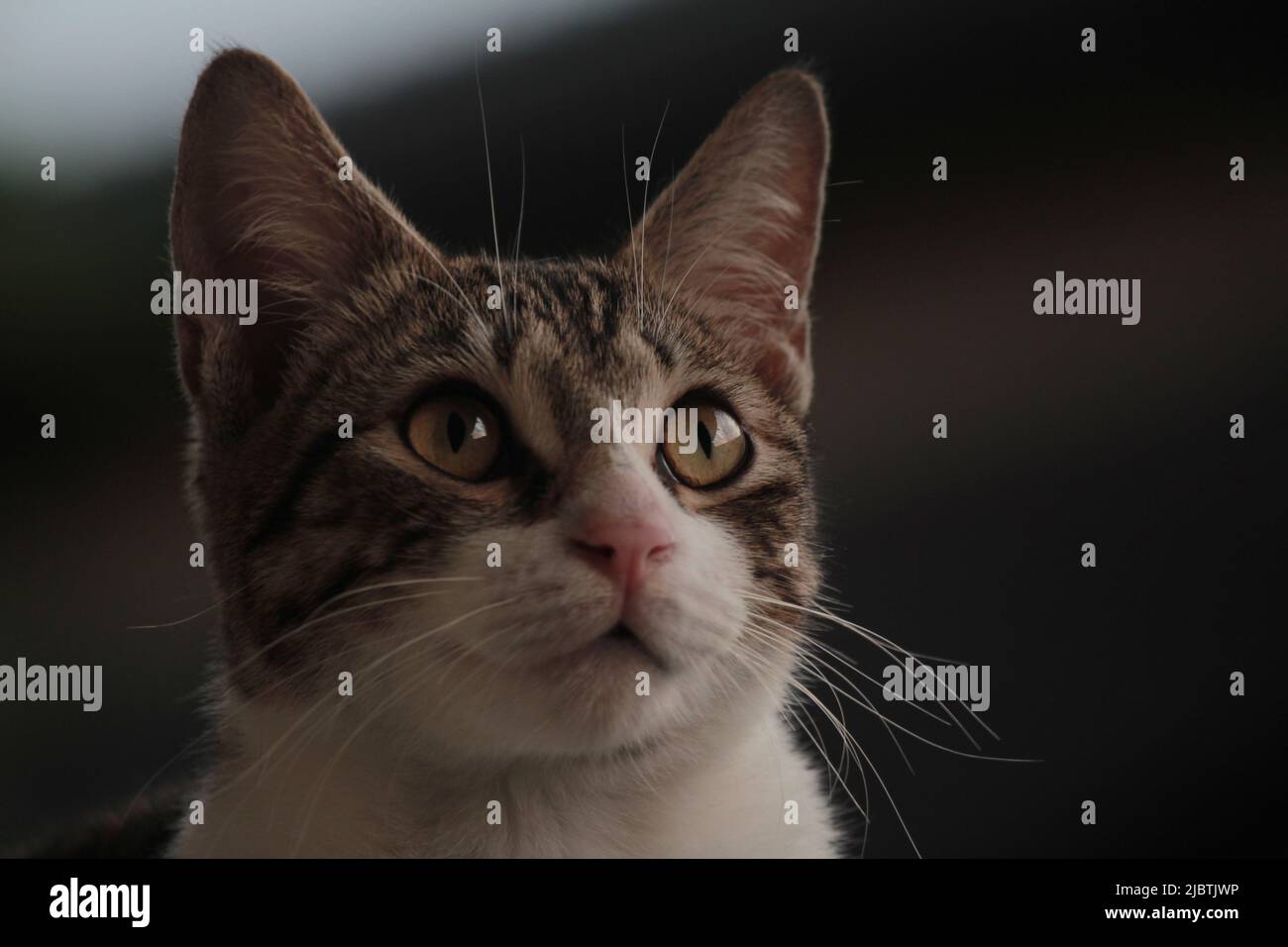 Il carino Kitten Foto Stock