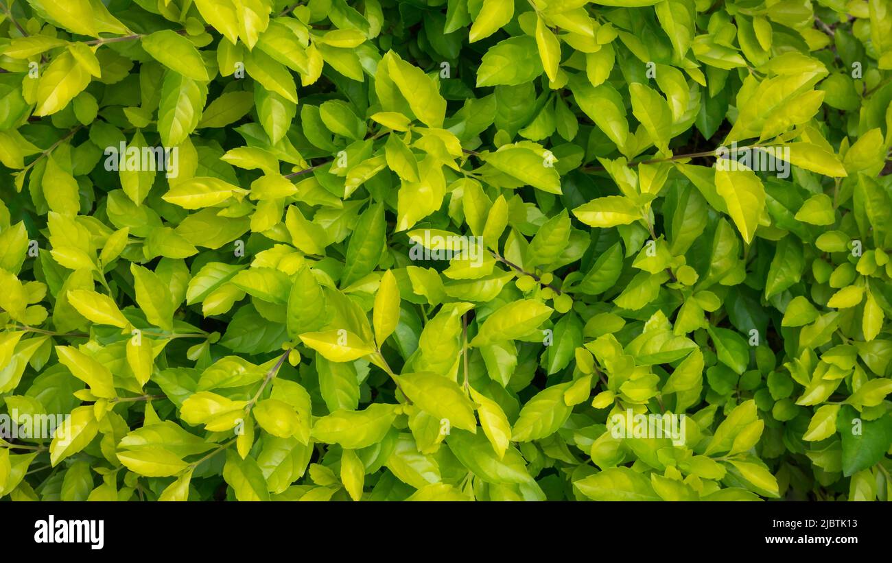 foglie tropicali astratte, colore verde chiaro e scuro fogliame carta da parati o trama di sfondo, risorse per la progettazione grafica, prese dall'alto Foto Stock