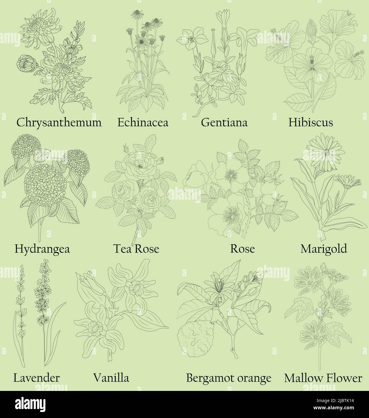 A base di erbe. Illustrazione di una pianta in un vettore con fiore per l'uso nella decorazione, la creazione di mazzi, la cottura di tisane e medicinali. Illustrazione Vettoriale