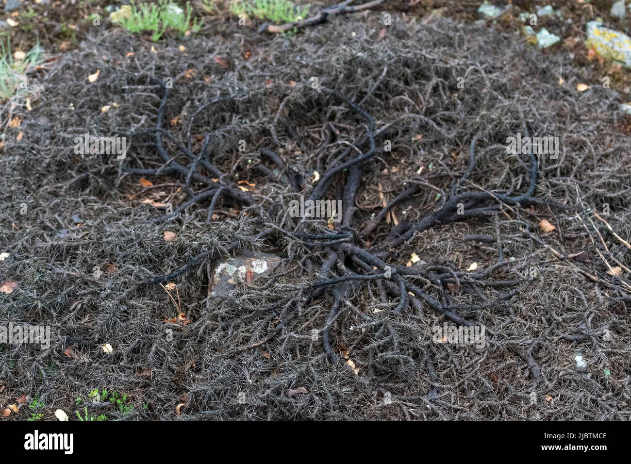 Fuoco selettivo sparato di lichen prickly pianta in natura. Foto Stock