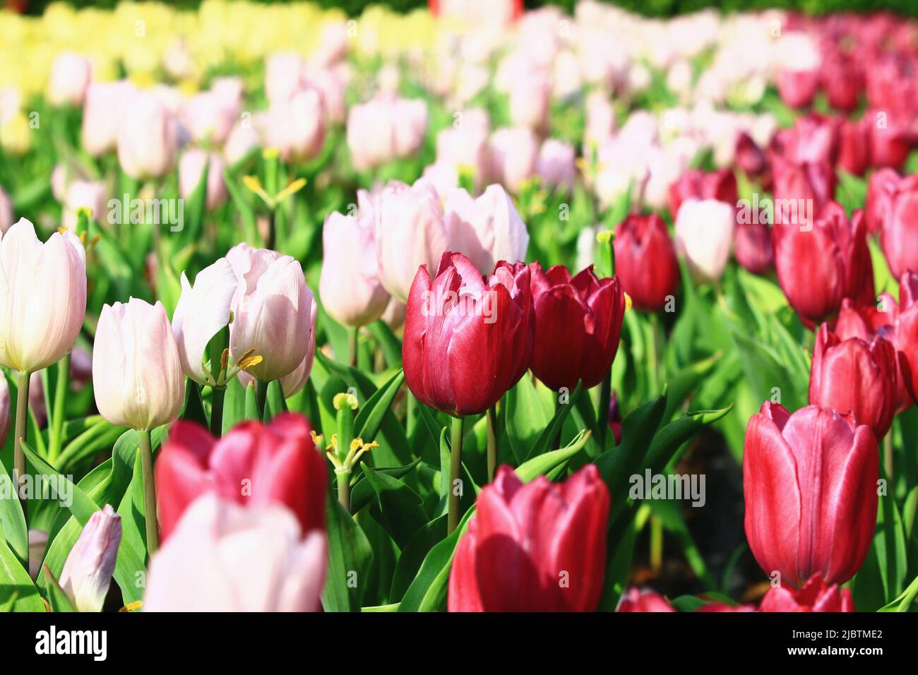 Fioritura di colorati fiori tulipani, bellissimi fiori tulipani rossi e rosa che sbocciano in giardino Foto Stock