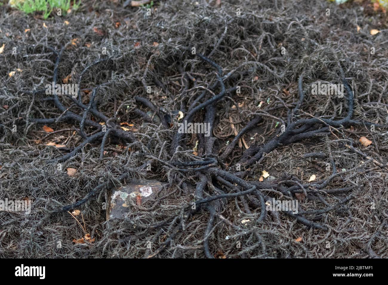 Fuoco selettivo sparato di radici e rami di pianta scura. Foto Stock