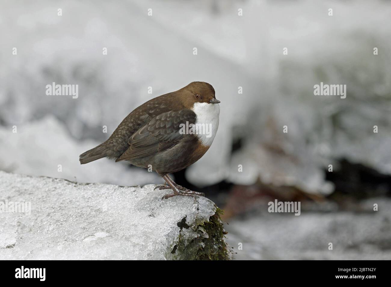 Dipper a gola bianca sul bordo ghiacciato del ruscello Foto Stock