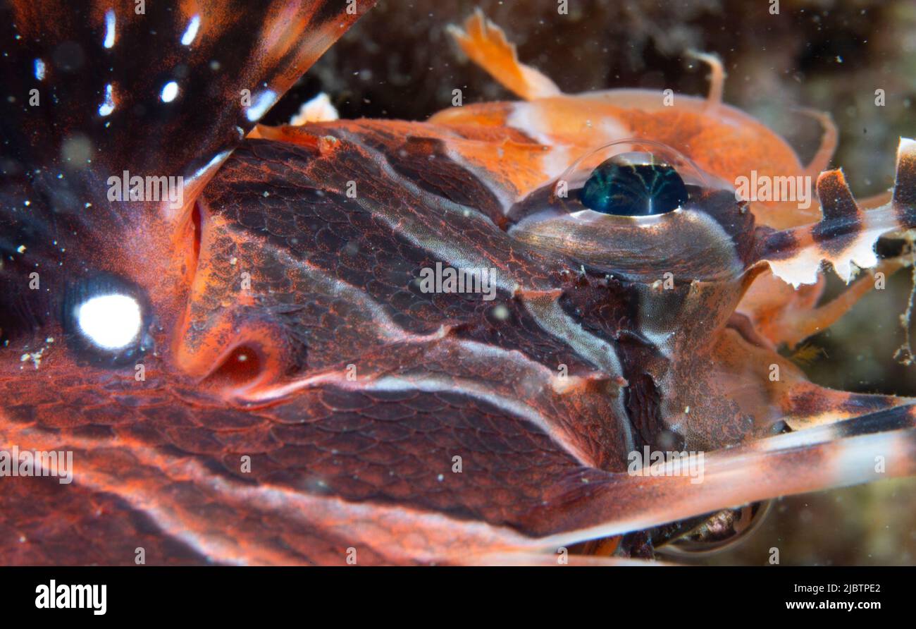 Lingshui. 27th maggio 2022. Foto scattata il 27 maggio 2022 mostra creature marine nelle acque dell'isola di Fenjiezhou nella provincia di Hainan, Cina meridionale. Il 8 giugno segna la Giornata Mondiale dell'Oceano. Per proteggere l'ecologia subacquea locale, le autorità della zona panoramica di Fenjiezhou, insieme ai ricercatori oceanici e della pesca, crescono e trapiantano coralli dal 2004. Dopo anni di protezione e restauro, il tasso di copertura dei coralli delle acque dell'isola di Fenjiezhou è aumentato. Il miglioramento dell'ecosistema subacqueo ha attratto più creature marine. Credit: Yang Guanyu/Xinhua/Alamy Live News Foto Stock