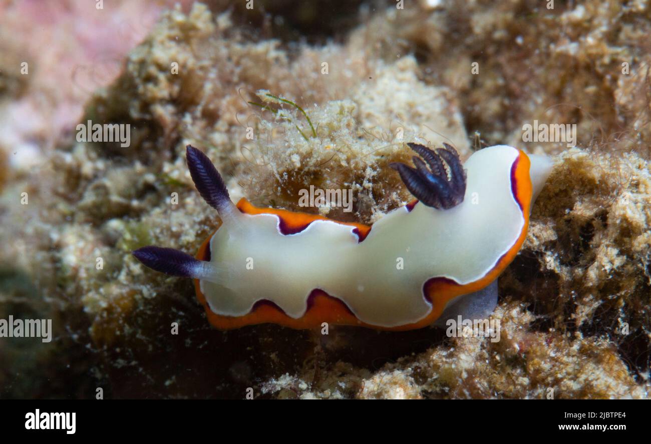 Lingshui. 27th maggio 2022. Foto scattata il 27 maggio 2022 mostra creature marine nelle acque dell'isola di Fenjiezhou nella provincia di Hainan, Cina meridionale. Il 8 giugno segna la Giornata Mondiale dell'Oceano. Per proteggere l'ecologia subacquea locale, le autorità della zona panoramica di Fenjiezhou, insieme ai ricercatori oceanici e della pesca, crescono e trapiantano coralli dal 2004. Dopo anni di protezione e restauro, il tasso di copertura dei coralli delle acque dell'isola di Fenjiezhou è aumentato. Il miglioramento dell'ecosistema subacqueo ha attratto più creature marine. Credit: Yang Guanyu/Xinhua/Alamy Live News Foto Stock