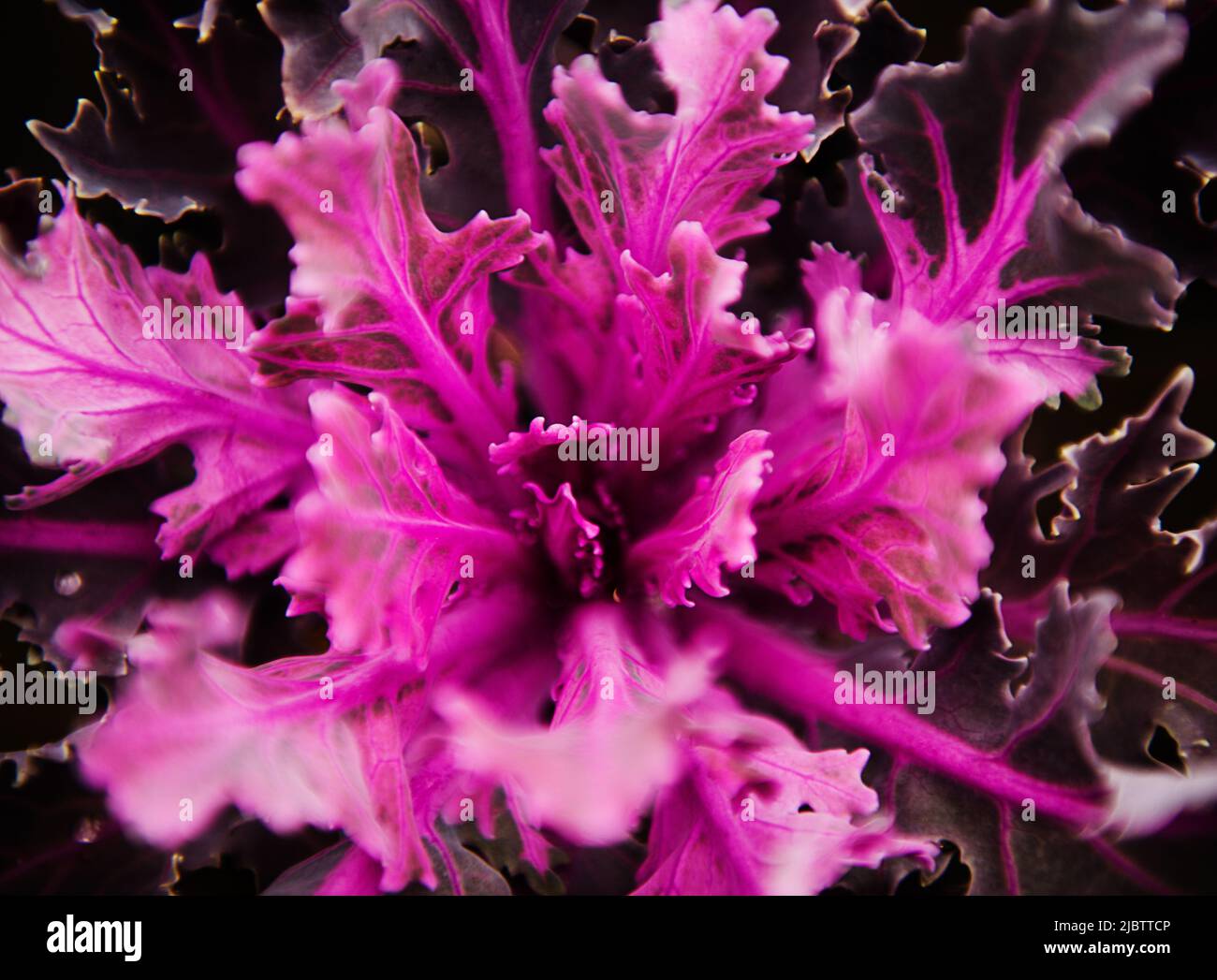 Primo piano di coltivazione di cavolo viola Foto Stock