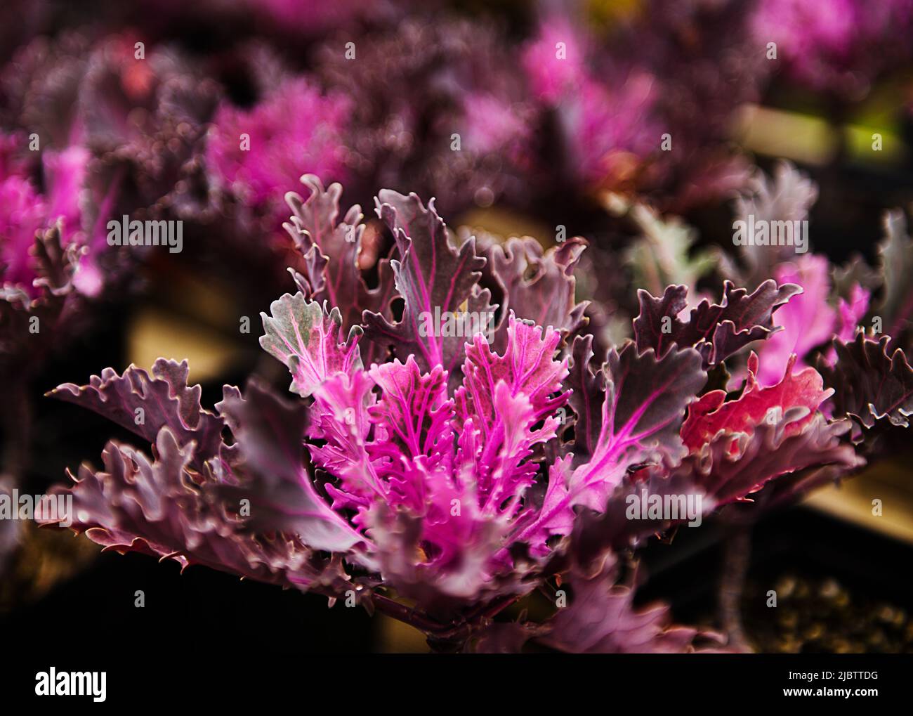 Primo piano di coltivazione di cavolo viola Foto Stock