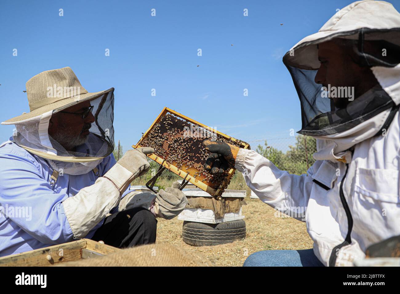 Gaza. 6th giugno 2022. Gli apicoltori palestinesi lavorano in una fattoria di api nella città settentrionale della striscia di Gaza, Beit Hanoun, il 6 giugno 2022. PER ANDARE CON 'caratteristica: Gli apicoltori di Gazan affrontare le sfide come il cambiamento climatico prende il pedaggio sulla produzione di miele' Credit: Rizek Abdeljawad/Xinhua/Alamy Live News Foto Stock
