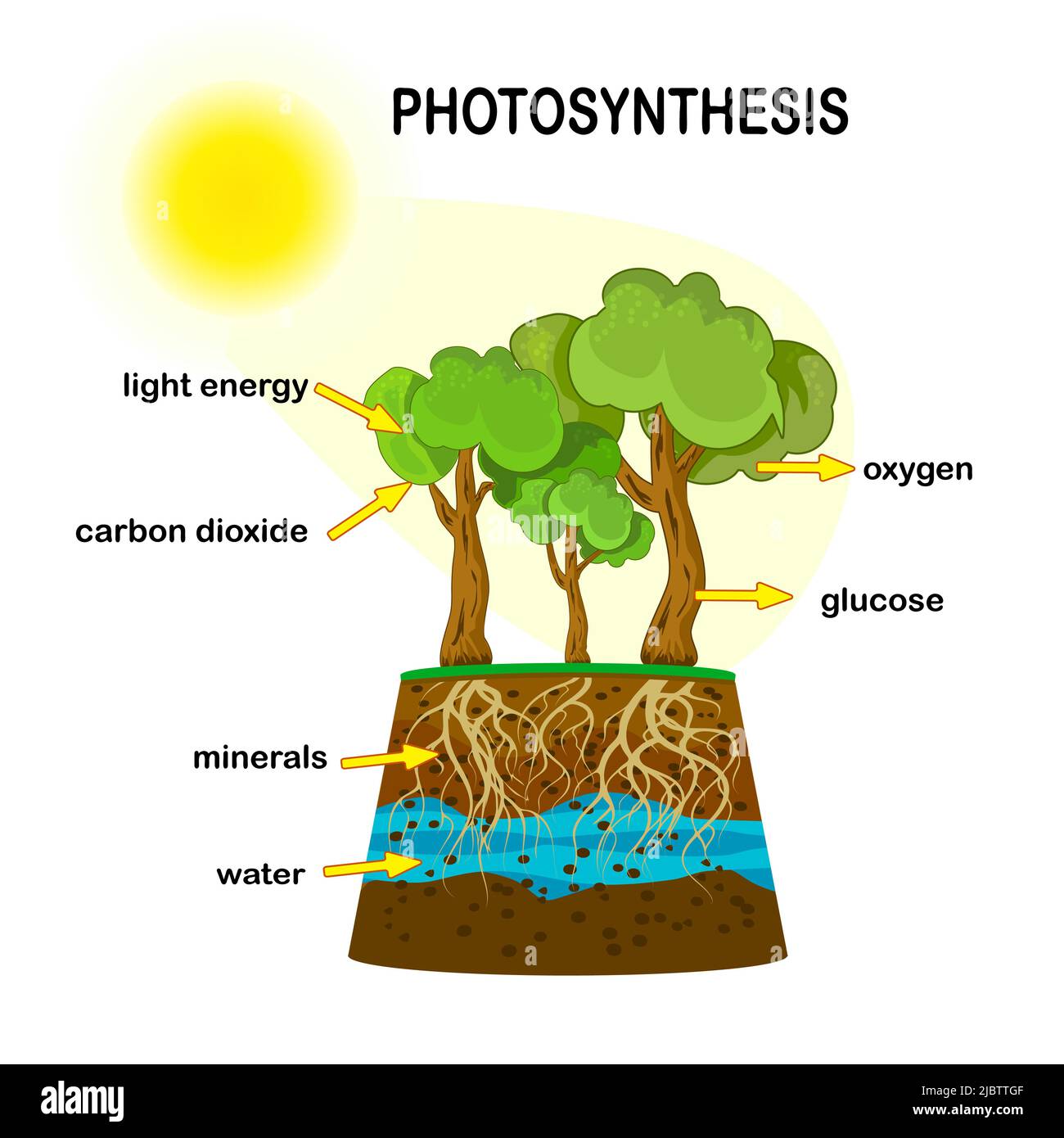 Diagramma di fotosintesi. Processo di pianta produce ossigeno. Processo di  fotosintesi etichettato. Poster della botanica Science Education.  Illustrazione vettoriale stock Immagine e Vettoriale - Alamy