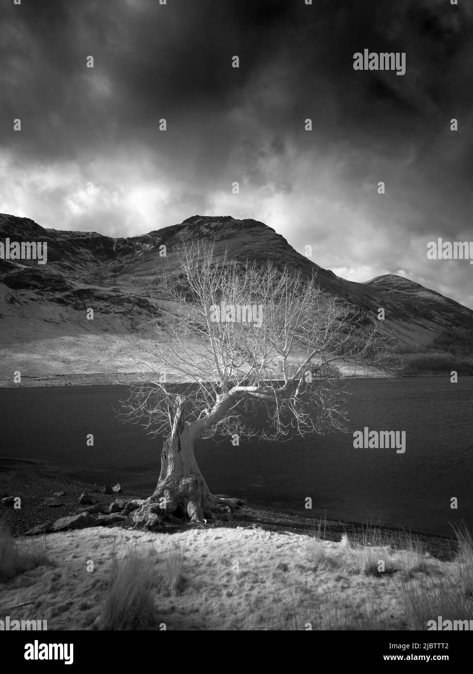 Un'immagine infrarossa di un vecchio albero sulla riva di Buttermere con High Stile oltre nel Lake District National Park, Cumbria, Inghilterra. Foto Stock