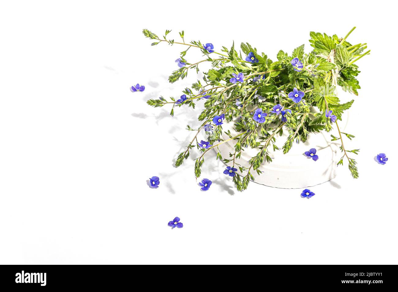 Blu dimenticami non fiori bouquet su stand alla moda isolato su uno sfondo bianco. Springtime Concept, elemento floreale per design festive card, un duro Foto Stock