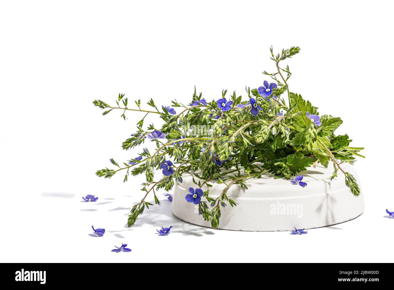 Blu dimenticami non fiori bouquet su stand alla moda isolato su uno sfondo bianco. Springtime Concept, elemento floreale per design festive card, un duro Foto Stock