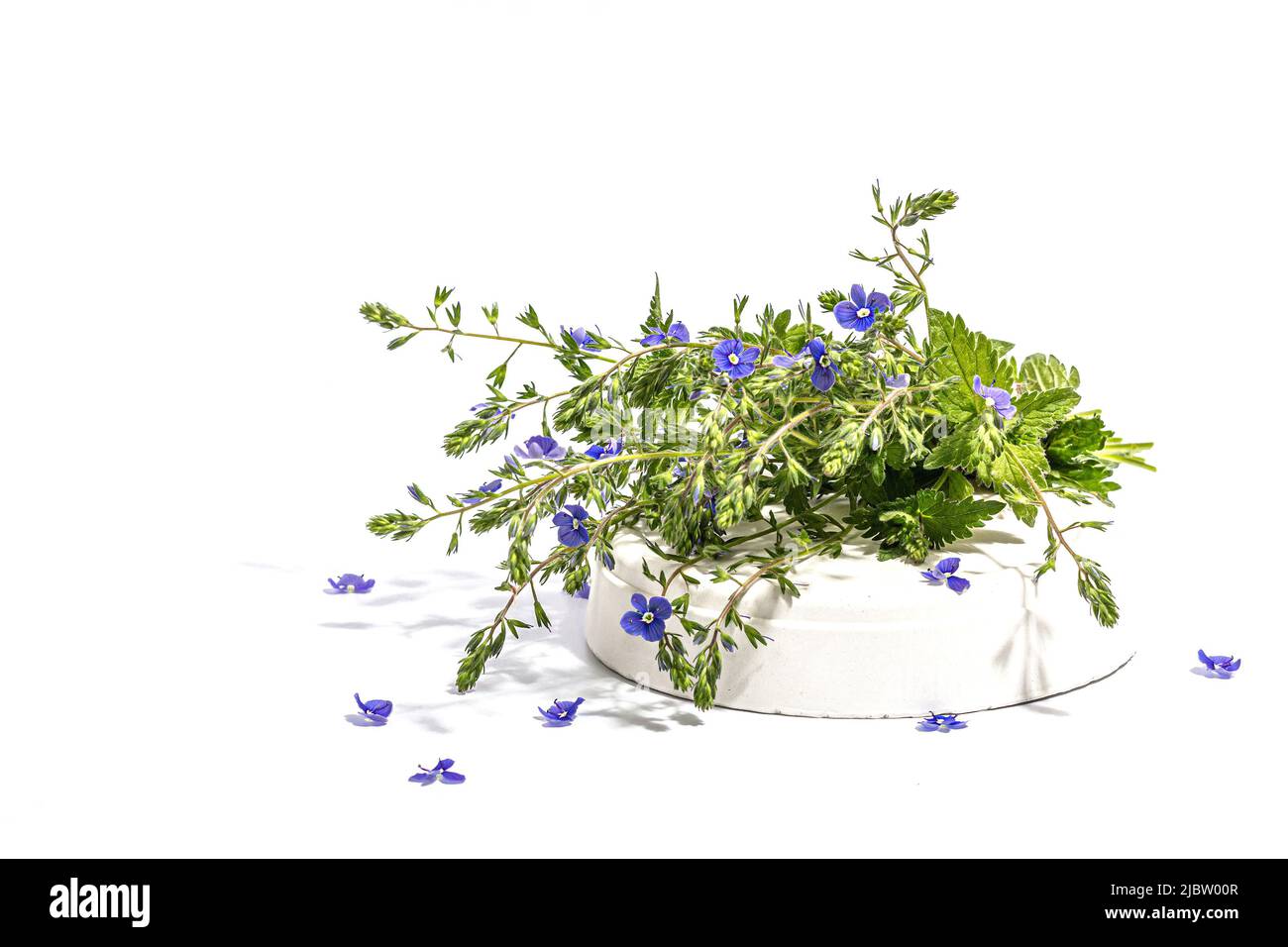 Blu dimenticami non fiori bouquet su stand alla moda isolato su uno sfondo bianco. Springtime Concept, elemento floreale per design festive card, un duro Foto Stock