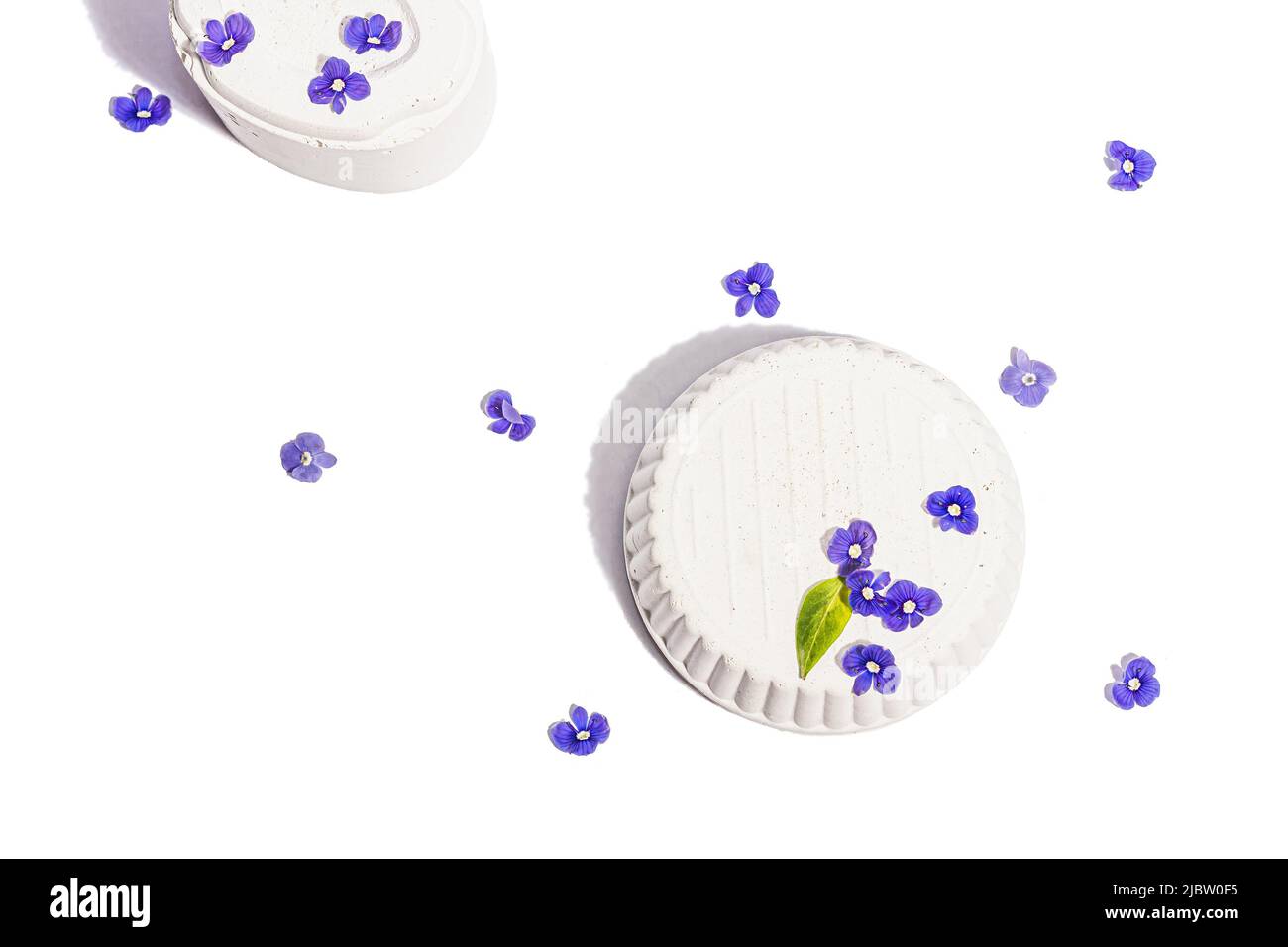 Trendy si leva con blu dimentica di me non fiori isolato su uno sfondo bianco. Concetto di primavera, elementi floreali, una luce dura, ombra scura, selectiv Foto Stock