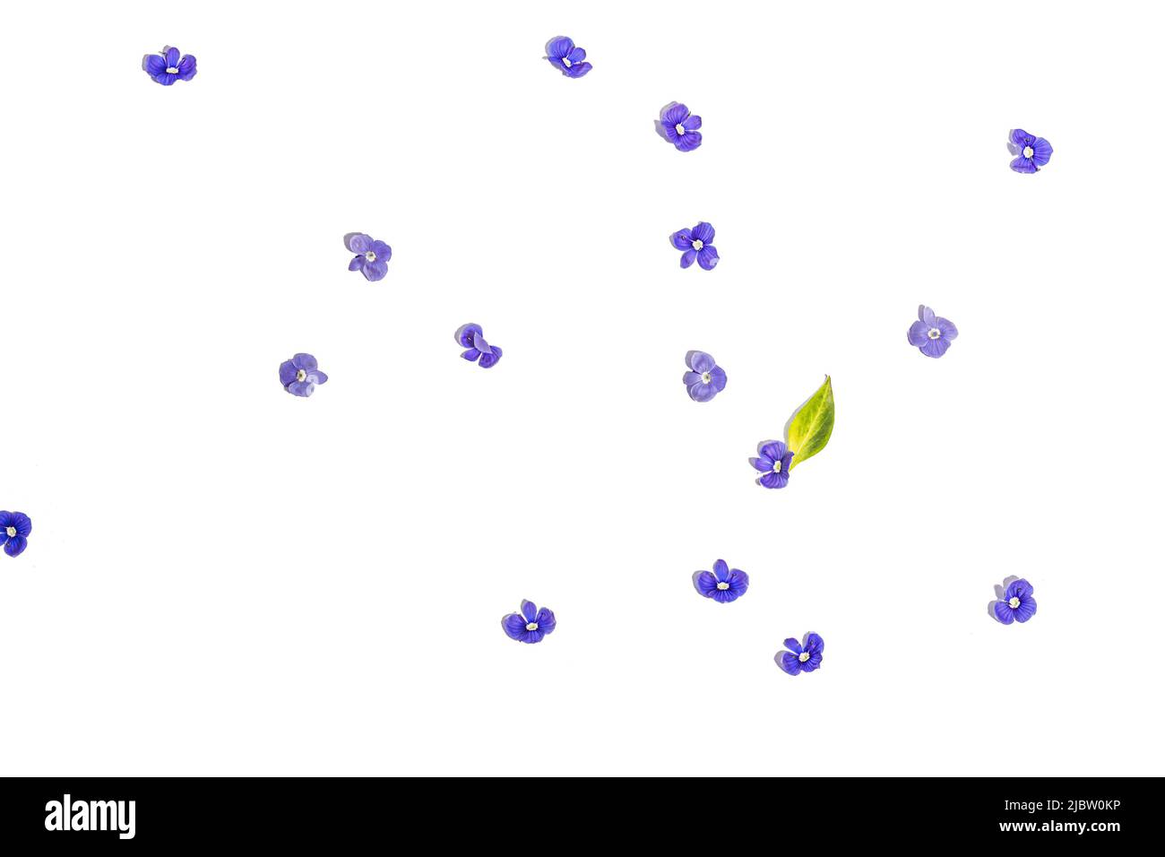 Blu mi dimentichi non fiori isolati su uno sfondo bianco. Concetto di primavera, elementi floreali, una luce dura, ombra scura, fuoco selettivo, vista dall'alto Foto Stock