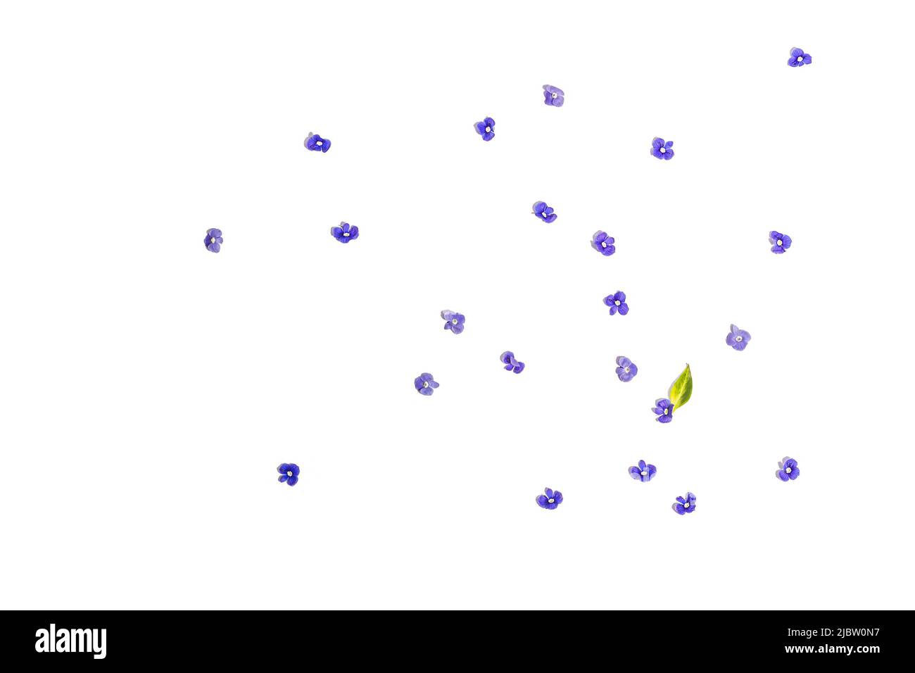 Blu mi dimentichi non fiori isolati su uno sfondo bianco. Concetto di primavera, elementi floreali, una luce dura, ombra scura, fuoco selettivo, vista dall'alto Foto Stock