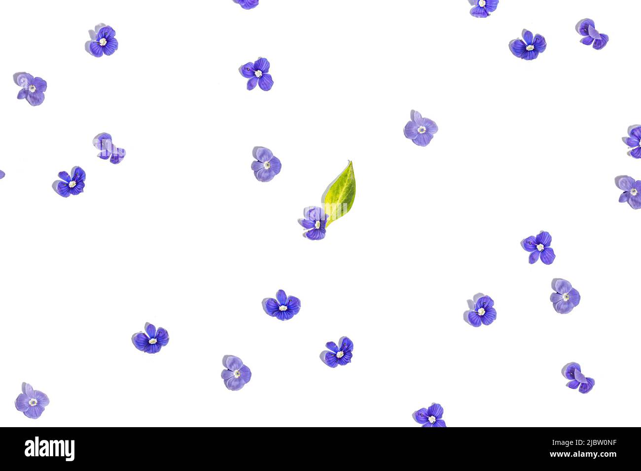 Blu mi dimentichi non fiori isolati su uno sfondo bianco. Concetto di primavera, elementi floreali, una luce dura, ombra scura, fuoco selettivo, vista dall'alto Foto Stock