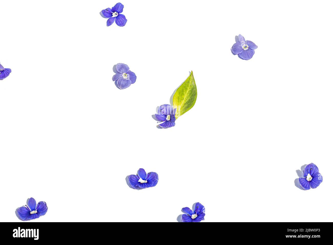 Blu mi dimentichi non fiori isolati su uno sfondo bianco. Concetto di primavera, elementi floreali, una luce dura, ombra scura, messa a fuoco selettiva Foto Stock