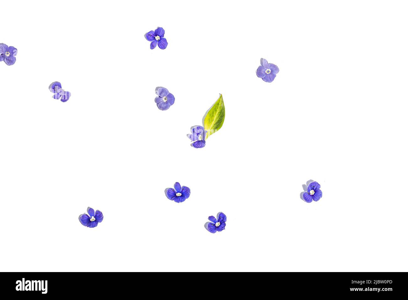 Blu mi dimentichi non fiori isolati su uno sfondo bianco. Concetto di primavera, elementi floreali, una luce dura, ombra scura, messa a fuoco selettiva Foto Stock