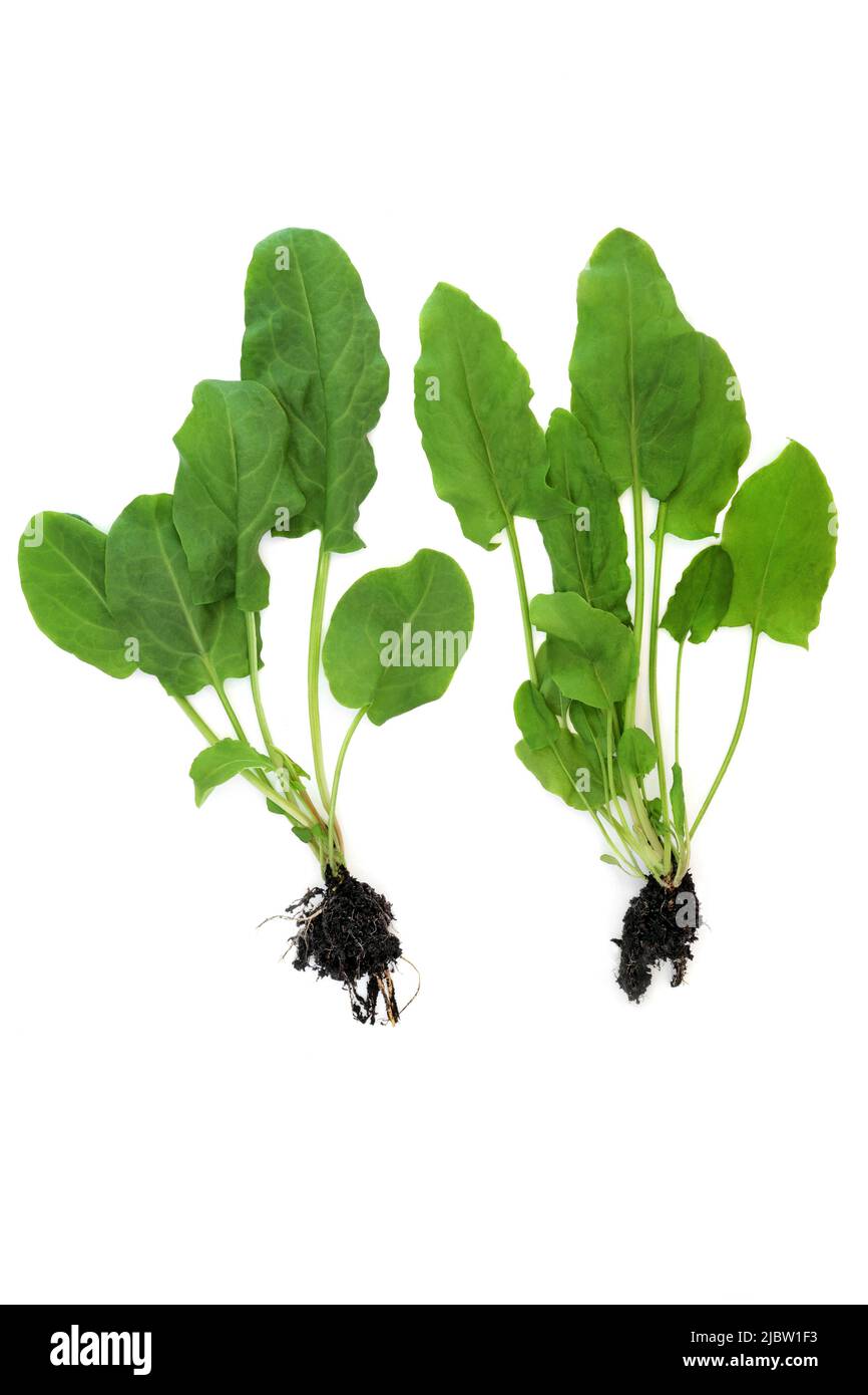 Piante di spinaci con sfere di radice di terra. Sistema immunitario che incrementa sano cibo organico, alto in antiossidanti, fitonutrienti, flavonoidi, carotenoidi. Foto Stock