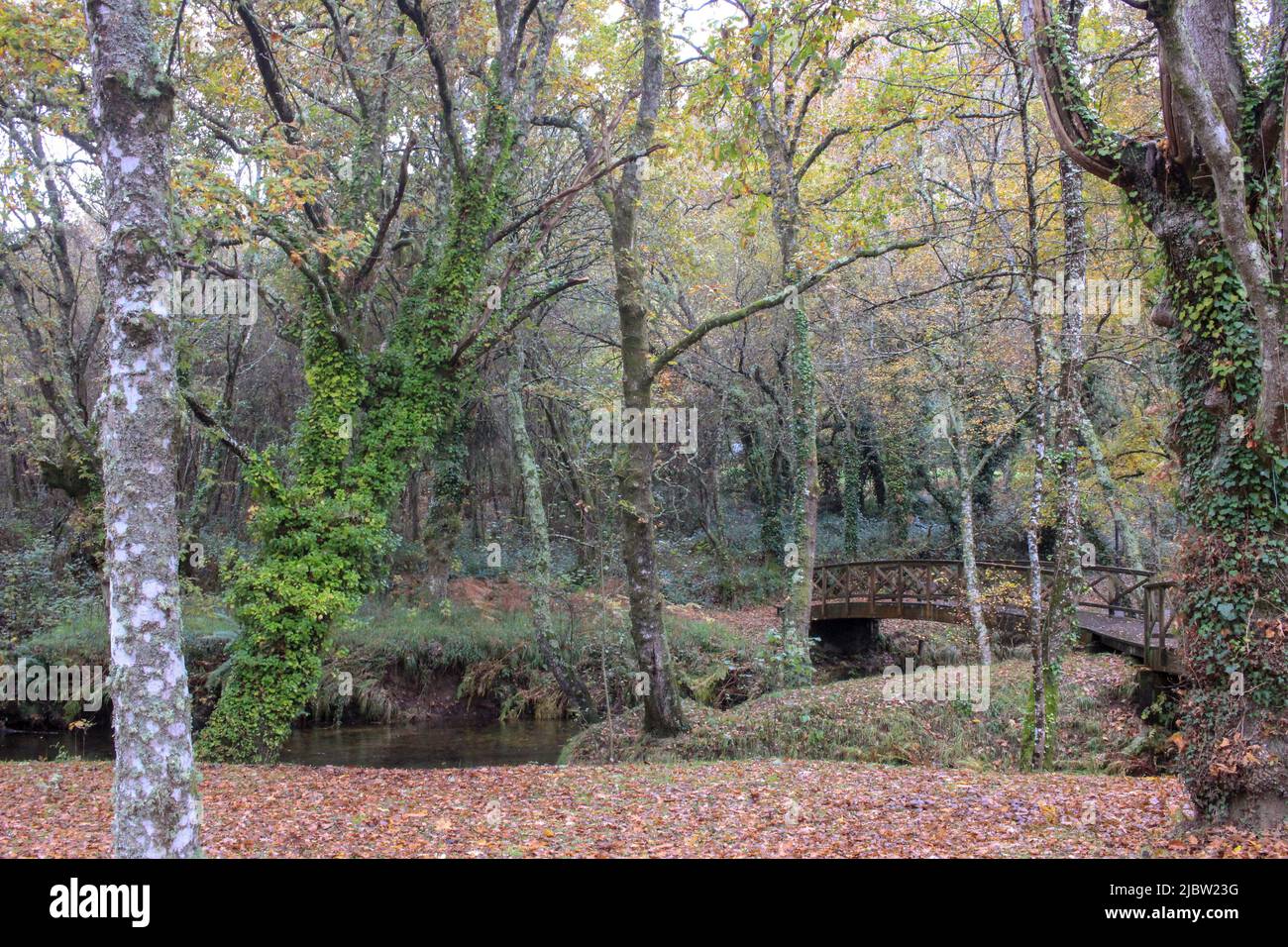 passeggiare nella natura durante l'autunno è sempre un'avventura colorata Foto Stock