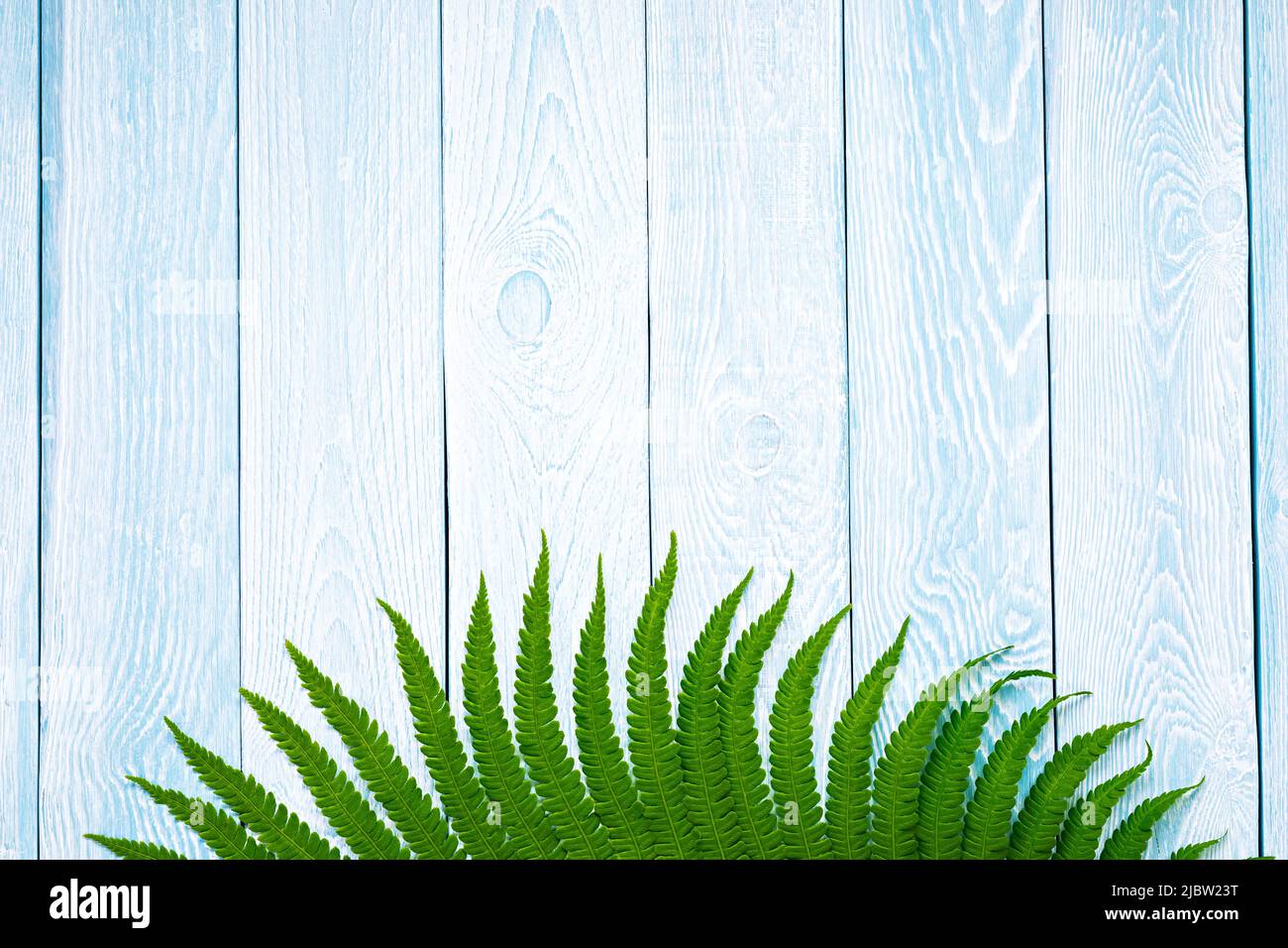 Felce verde su sfondo di tavole di legno blu Foto Stock