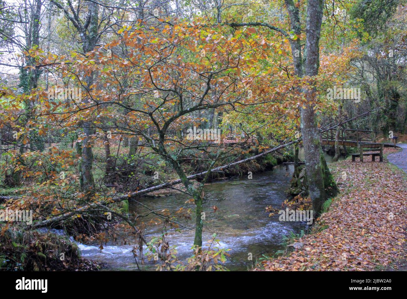 i colori sorprendenti della natura in autunno Foto Stock