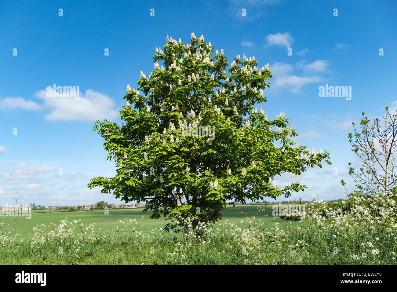 Albero di castagno di cavallo in fiore con candele bianche Foto Stock