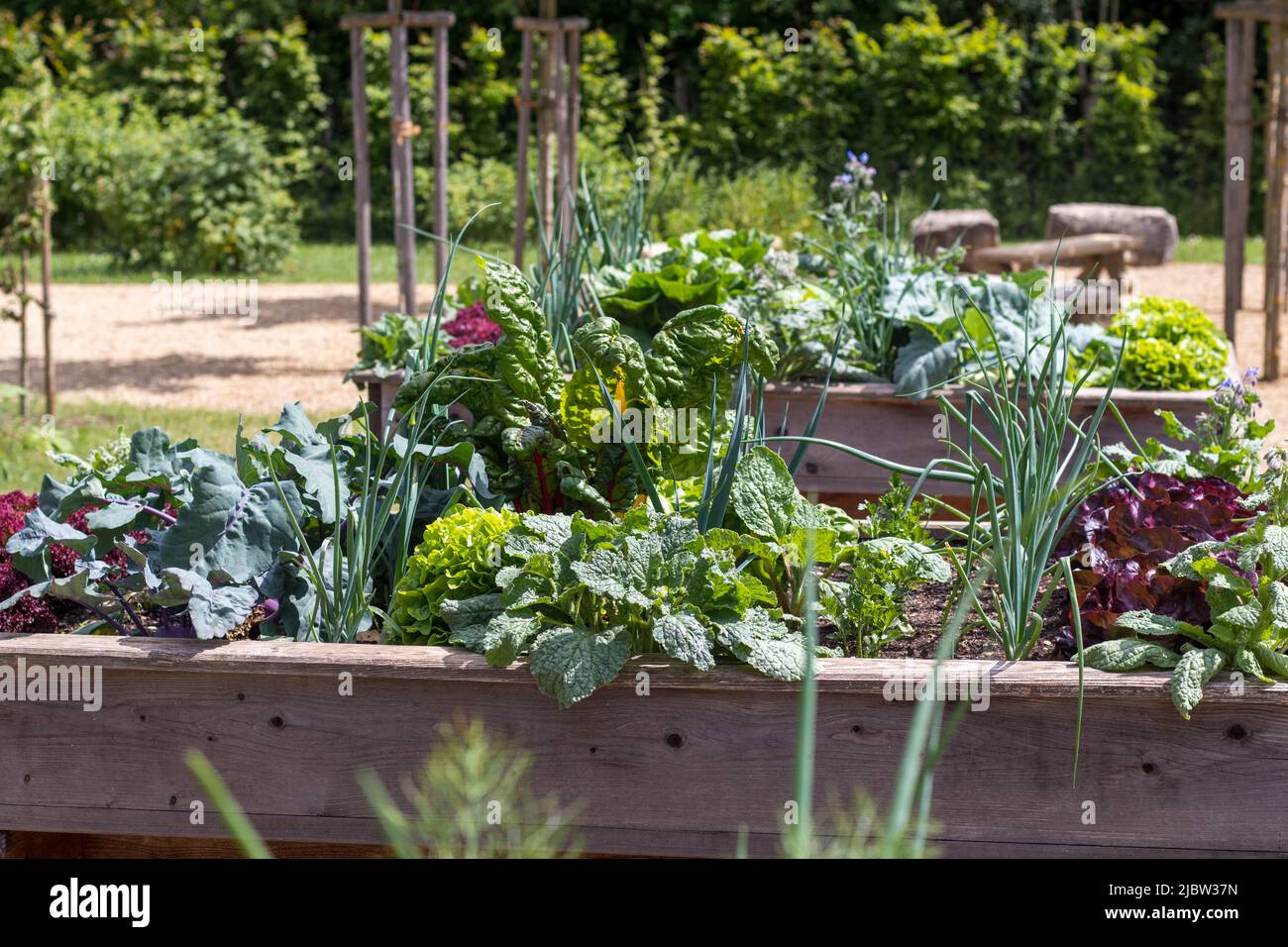un letto rialzato con verdure Foto Stock