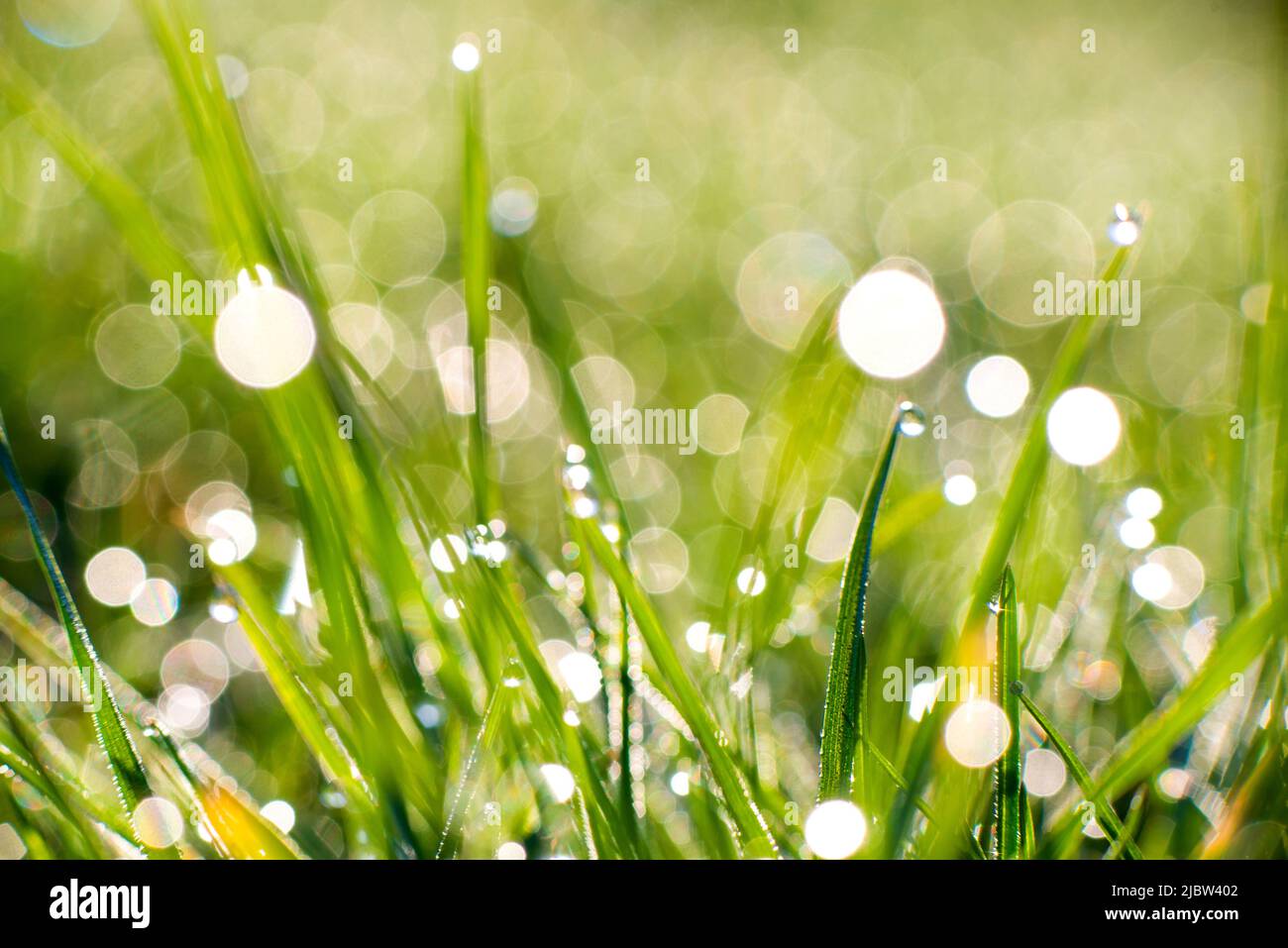 Primo piano della rugiada mattutina o delle gocce di pioggia sull'erba verde, sfondo con bokeh e sfocatura. Foto di alta qualità Foto Stock