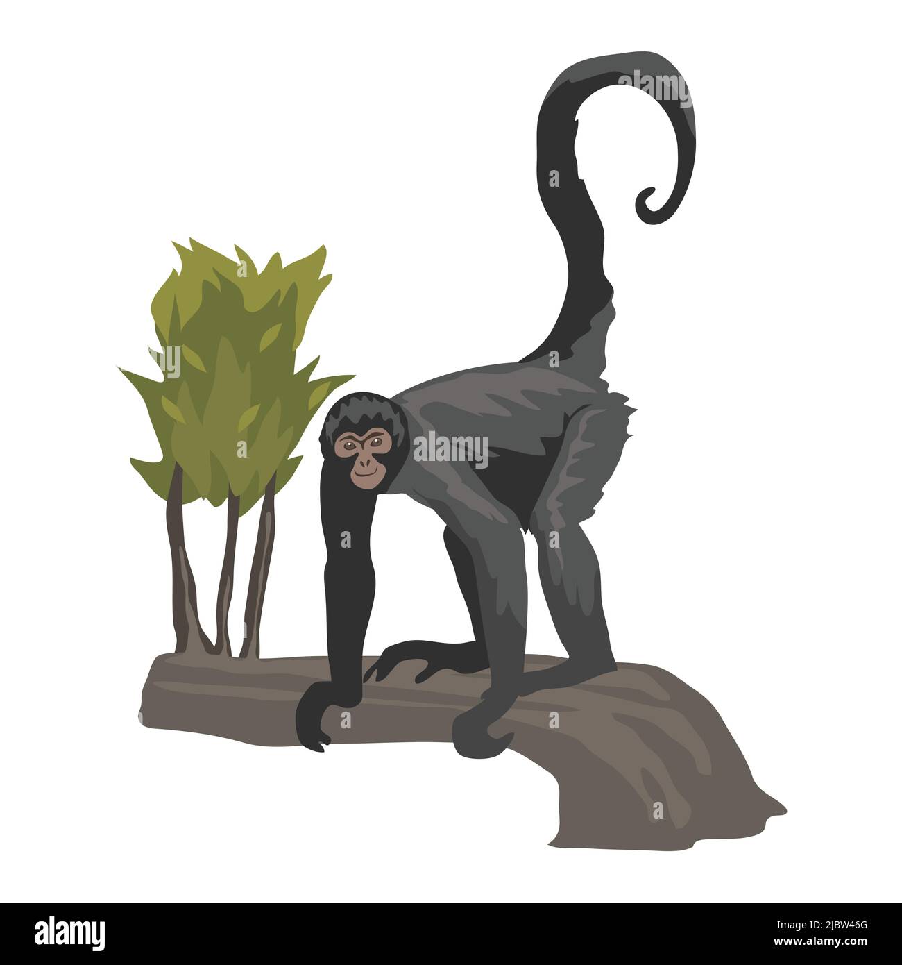 Spider scimmia clip art Illustrazione Vettoriale