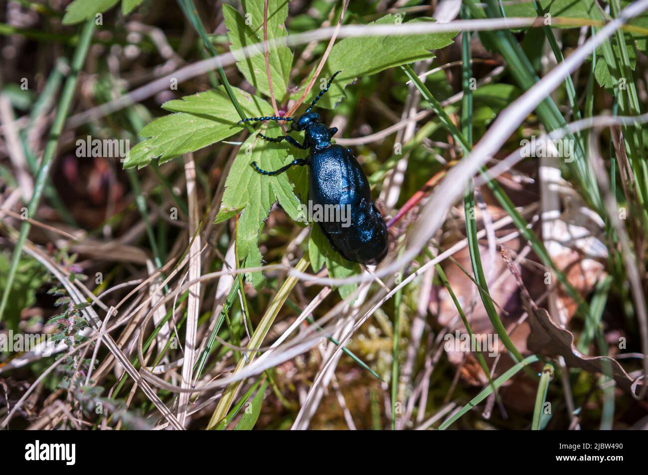 Una Sunny estate HDR immagine di un olio nero-blu Beetle, Meloe violaceo, che si muove attraverso il sottobosco, Lochaber, Scozia. 28 maggio 2022 Foto Stock
