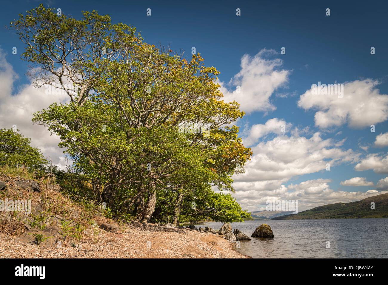 Un'estate soleggiata HDR immagine di quercus, accanto a Loch Arkaig a Lochaber, Scozia. 28 maggio 2022 Foto Stock