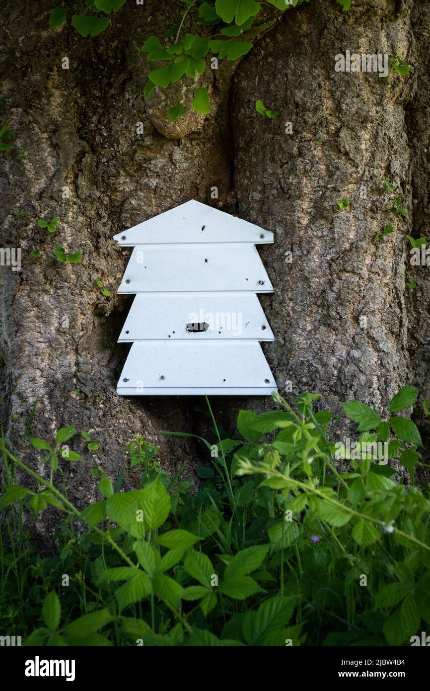 Alveare di api con un sacco di attività di api volare dentro e fuori per creare miele ambientato nel frutteto e giardini di Trengwainton Gardens of the National Trust. Foto Stock